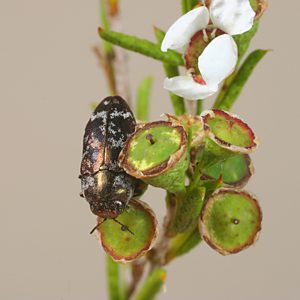Diphucrania rubicunda, PL0333, female, on Hysterobaeckea behrii, MU